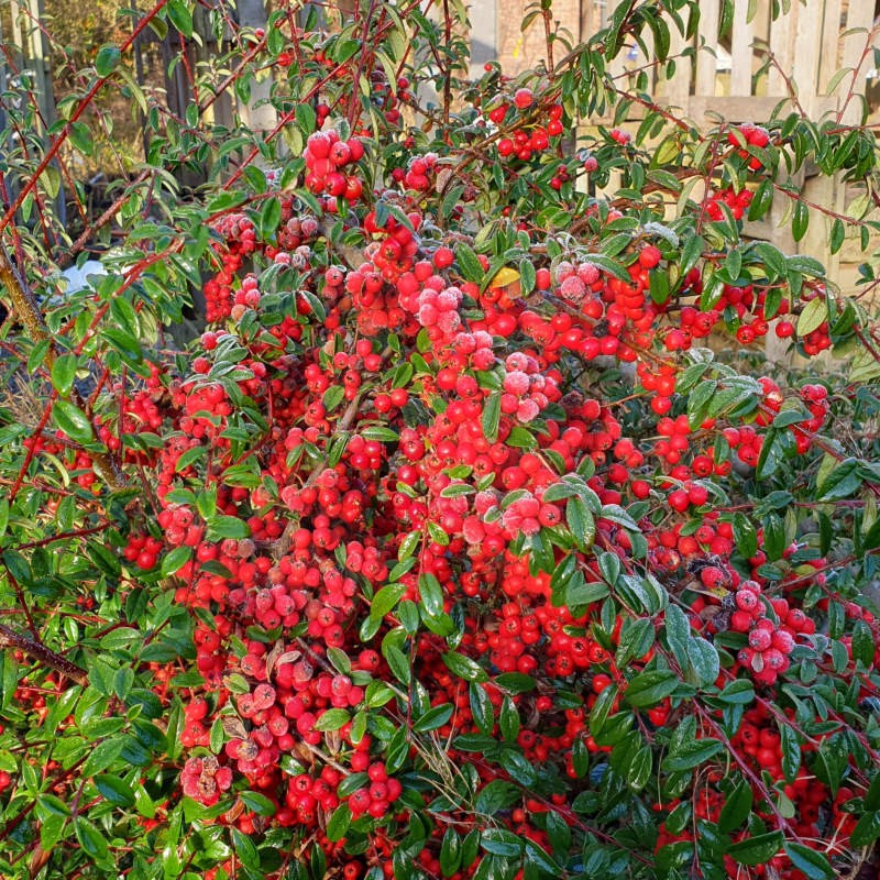 Cotoneaster cooperi 'Nicolette' - berries in winter Cotoneaster cooperi 'Nicolette' - berries in winter