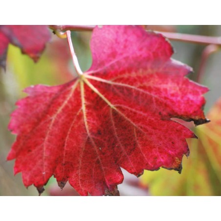 Vitis vinifera 'Spetchley Red' - autumn colour