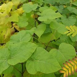 Catalpa bignonioides - leaves in September
