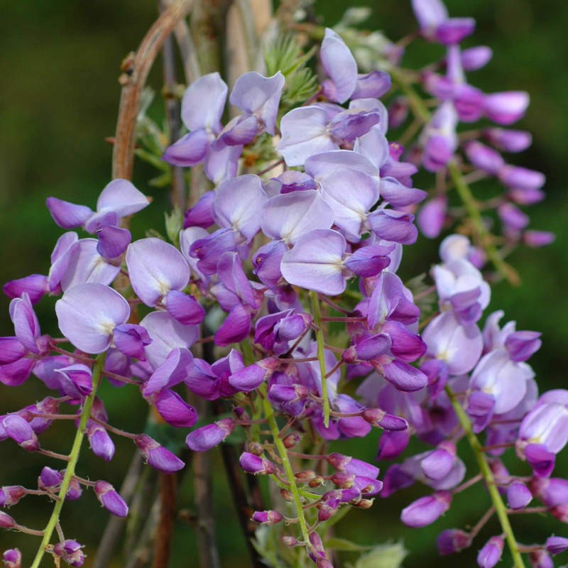 Wisteria sinensis 'Caroline' - flowers