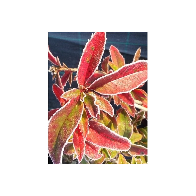 Mahoberberis 'Dart's Treasure'