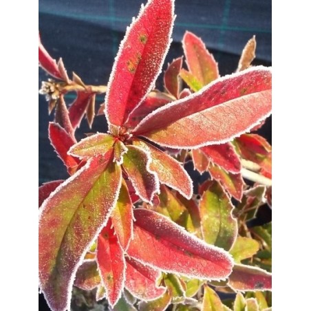 Mahoberberis 'Dart's Treasure' Mahoberberis 'Dart's Treasure'