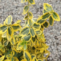 Euonymus fortunei 'Emerald 'n' Gold' - variegated leaves