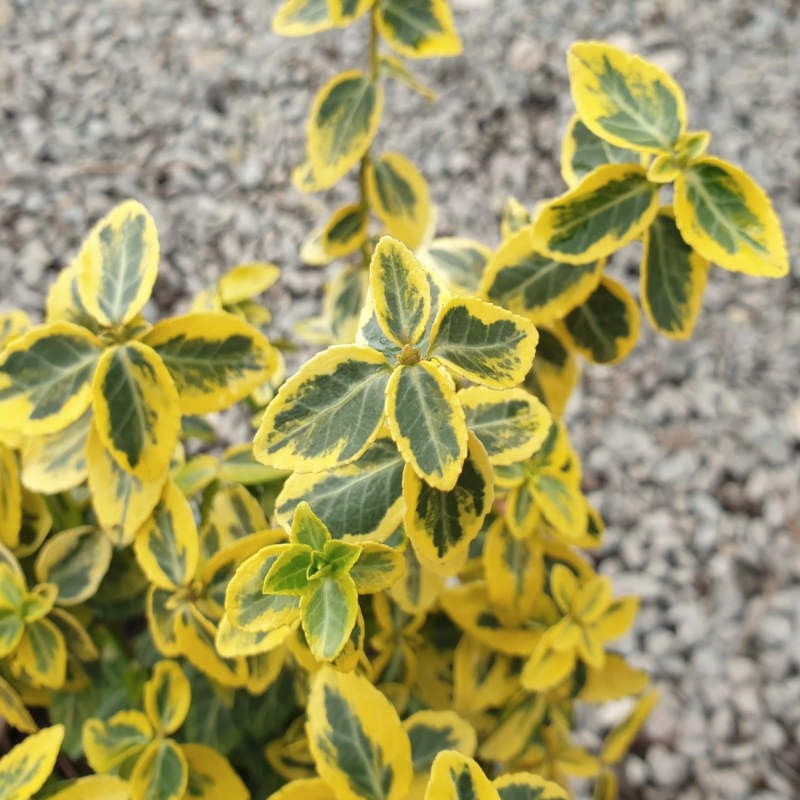 Euonymus fortunei 'Emerald 'n' Gold' - variegated leaves