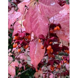 Euonymus planipes - autumn colour and fruit