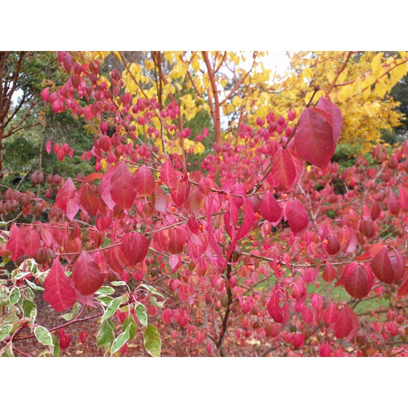 Euonymus alatus 'Timber Creek' - autumn colour
