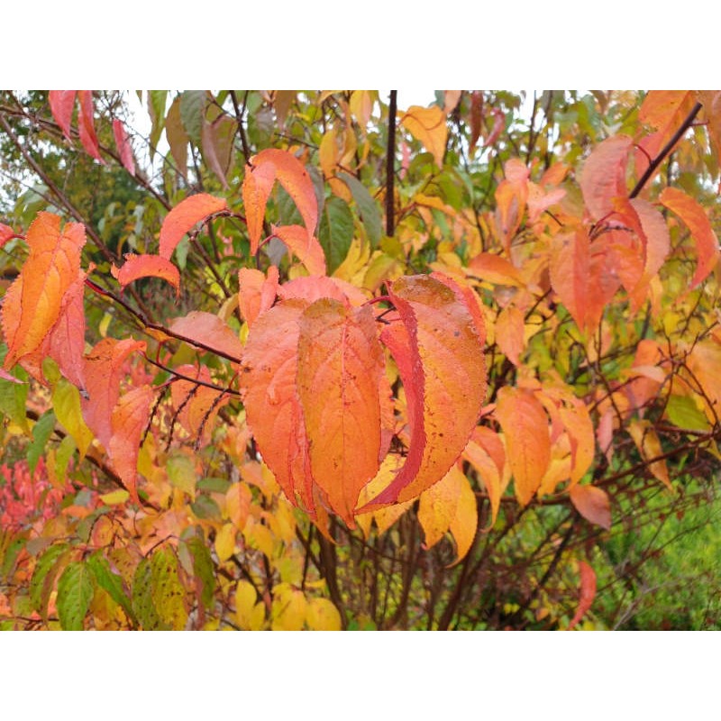 Stachyurus chinensis - autumn colour