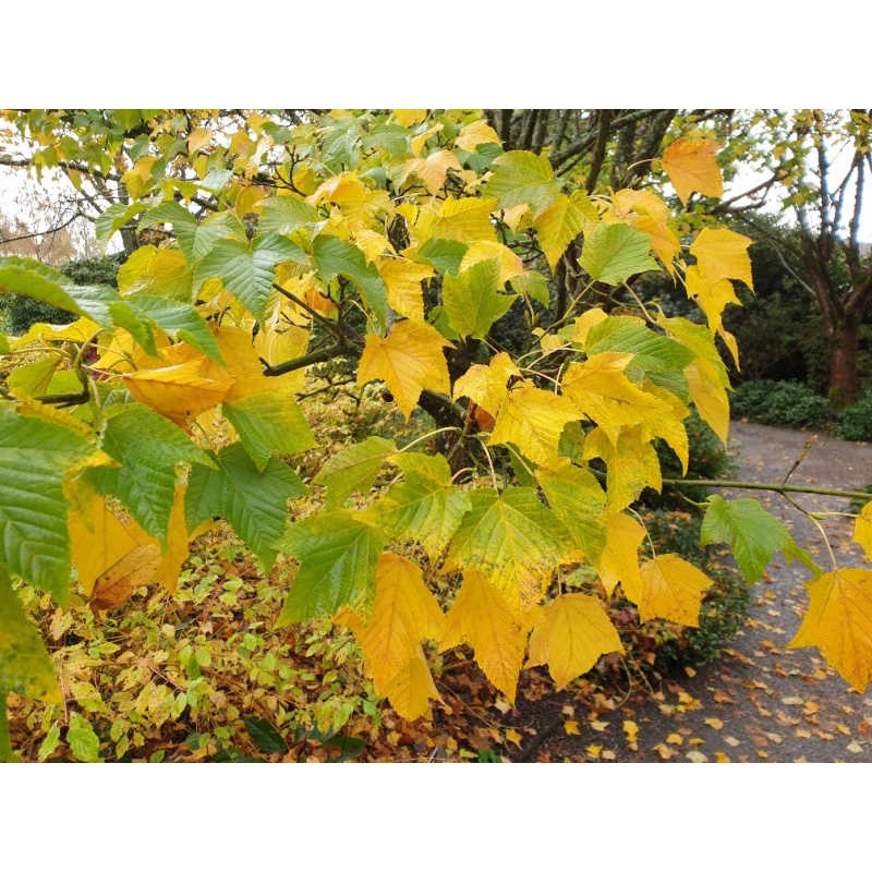 Acer rufinerve - autumn colour Acer rufinerve - autumn colour