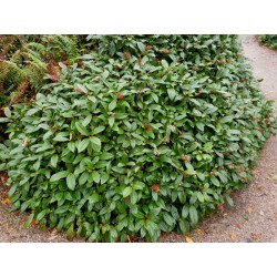 Viburnum davidii - established plant