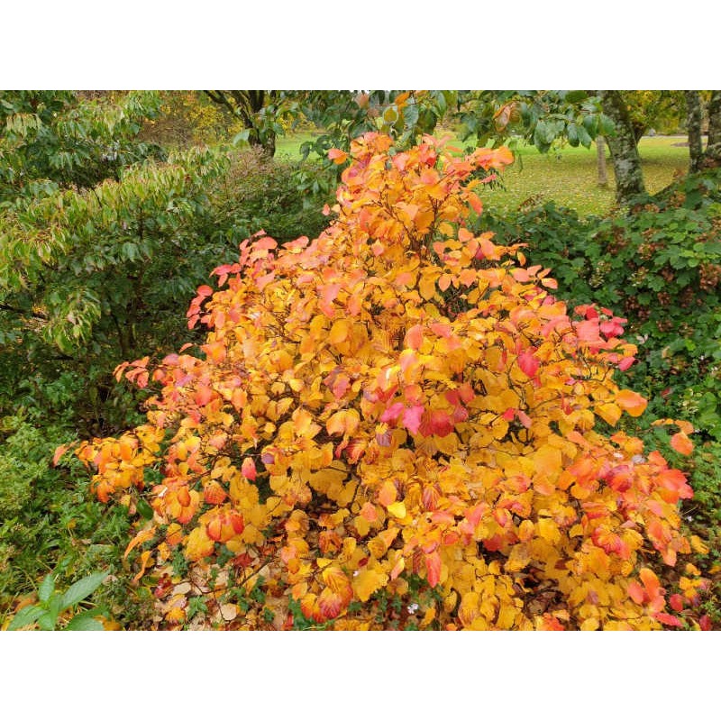 Fothergilla major - autumn colour on an established plant