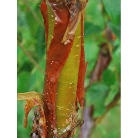 Betula utilis 'Wakehurst Place Chocolate'