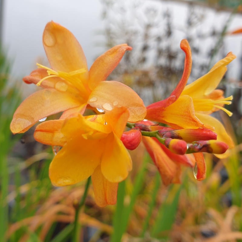 Crocosmia 'Orange Pekoe' - summer flowers