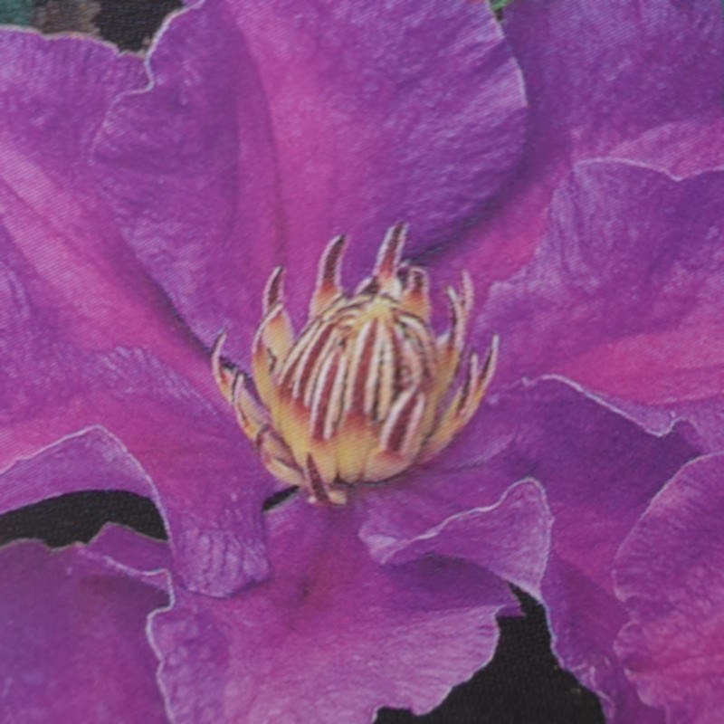 Clematis 'Ashva' - flower Clematis 'Ashva' - flower