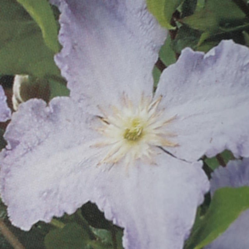Clematis viticella 'Blekitny Aniol' - flower Clematis viticella 'Blekitny Aniol' - flower