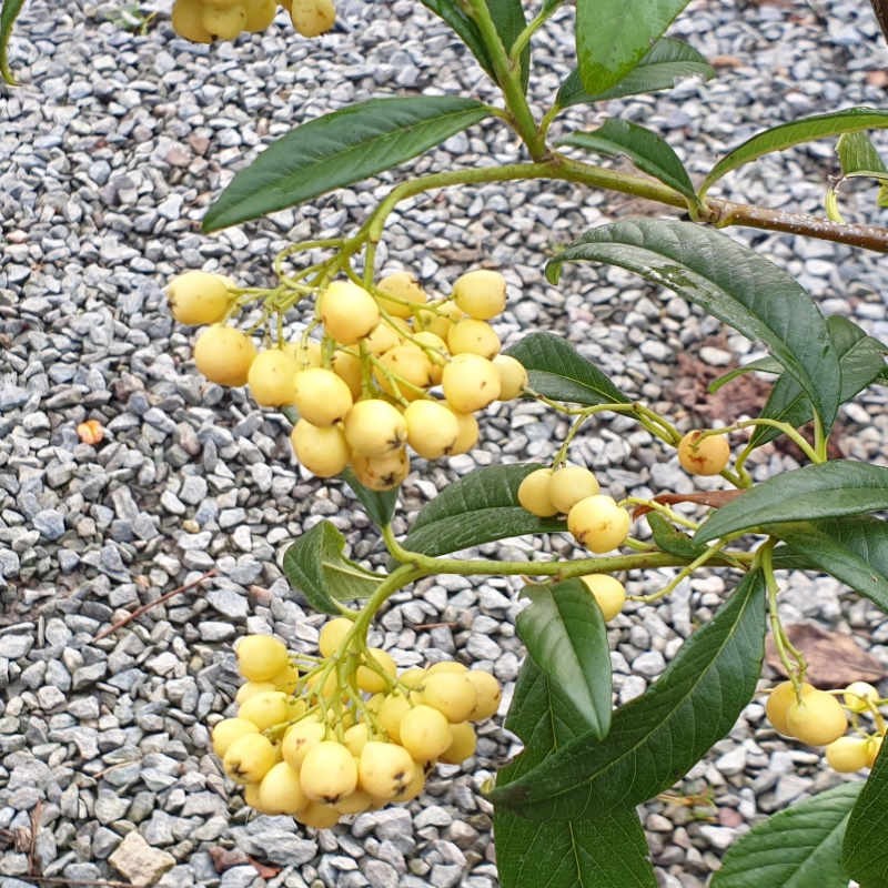 Cotoneaster salicifolius 'Rothschildianus' - autumn berries