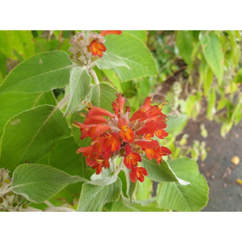 Colquhounia coccinea - flowers in late summer