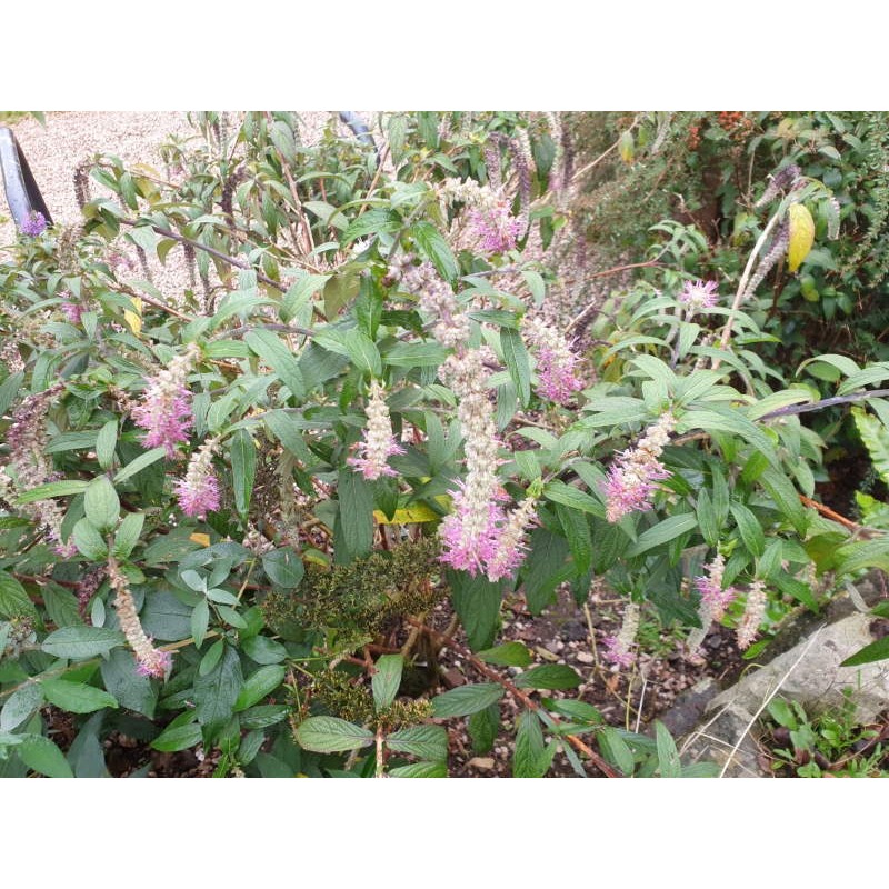 Rostrinucula dependens - summer flowers