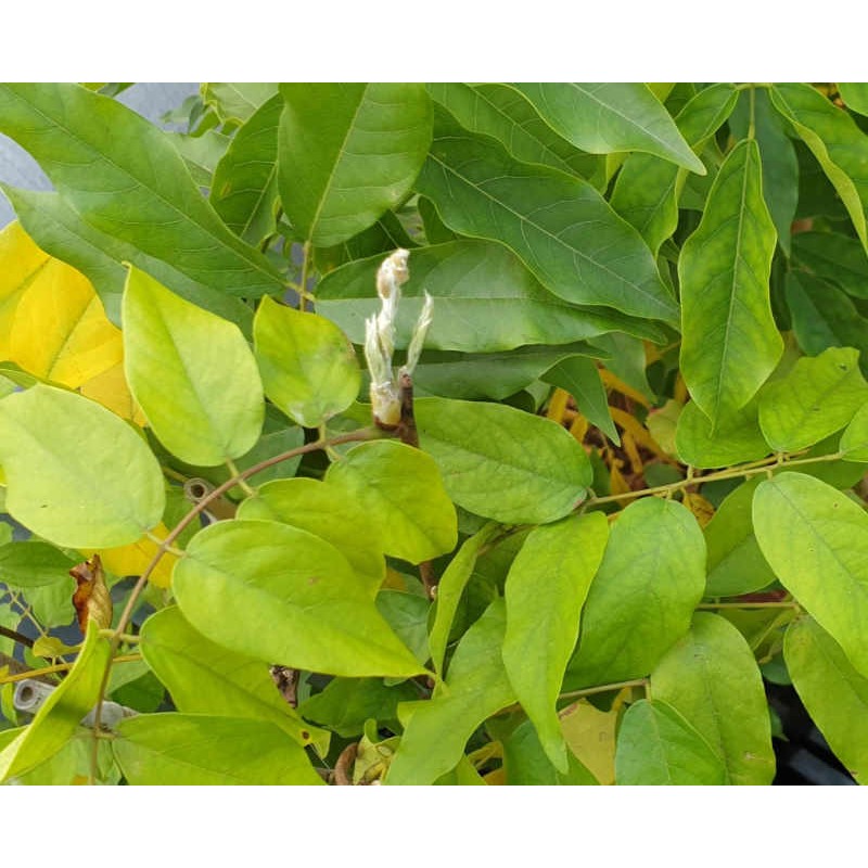 Wisteria brachybotrys 'Showa-beni' - leaves in autumn
