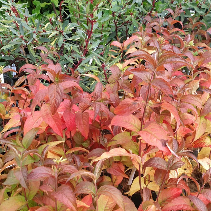 Diervilla rivularis 'Troja Black' - autumn colour