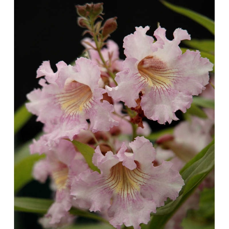 Chitalpa tashkentensis 'Pink Dawn' - summer flowers Chitalpa tashkentensis 'Pink Dawn' - summer flowers