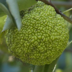 Maclura pomifera - fruit