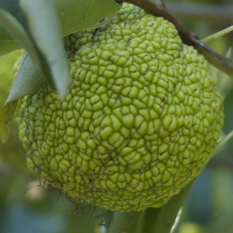 Maclura pomifera - fruit Maclura pomifera - fruit
