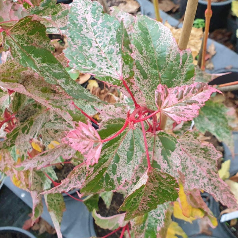 Acer x conspicuum 'Red Flamingo' - variegated leaves
