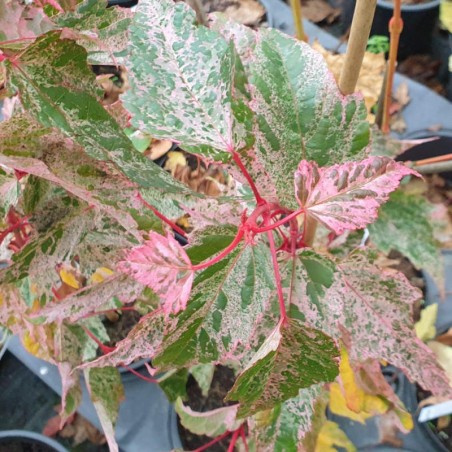 Acer x conspicuum 'Red Flamingo' - variegated leaves Acer x conspicuum 'Red Flamingo' - variegated leaves