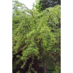 Caragana arborescens 'Lorbergii' - specimen tree