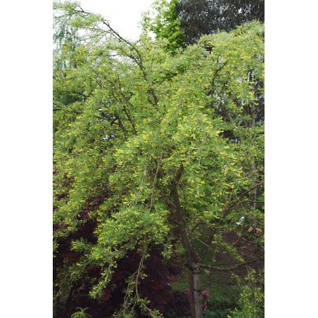 Caragana arborescens 'Lorbergii' - specimen tree