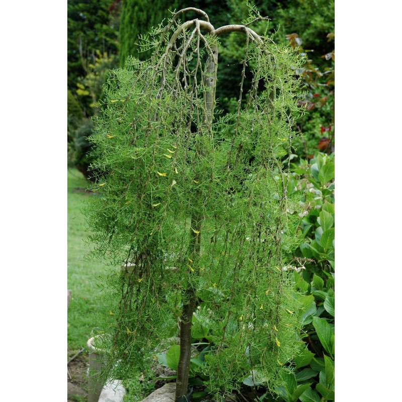 Caragana arborescens 'Walker' - established weeping plant