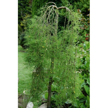 Caragana arborescens 'Walker' - established weeping plant Caragana arborescens 'Walker' - established weeping plant