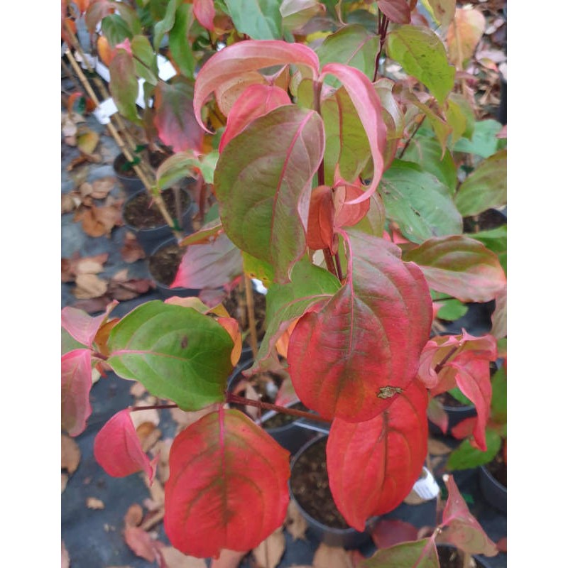 Cornus kousa 'Teutonia' - autumn colour