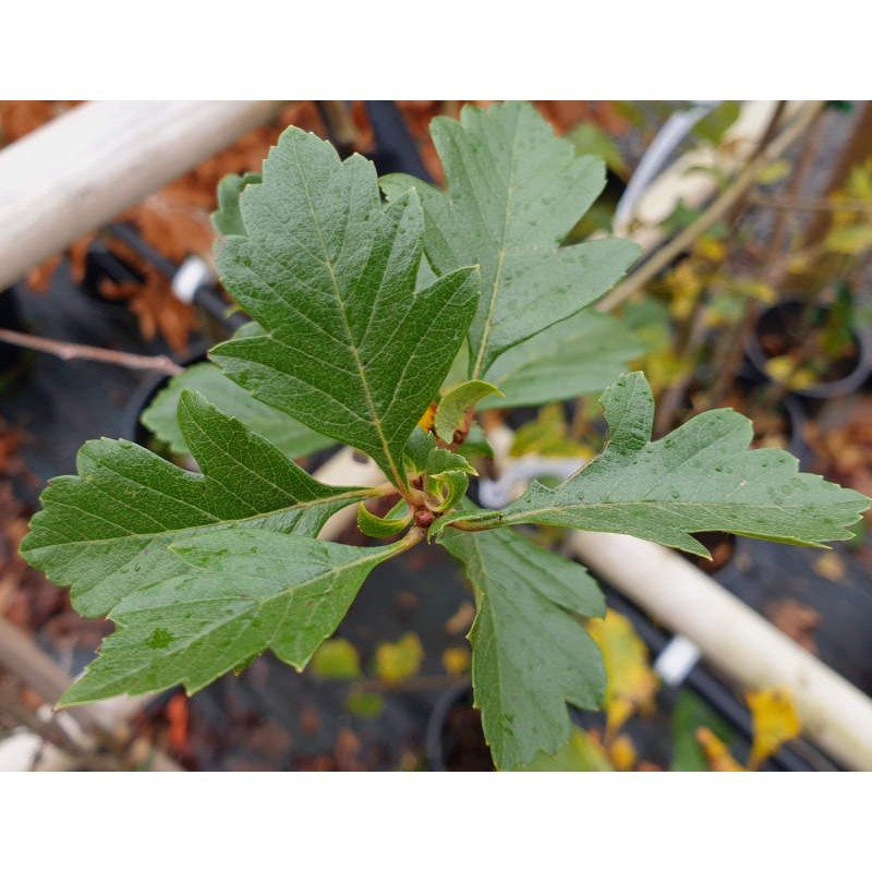 Crataegus grignonensis - leaves in September