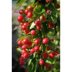 Malus 'Admiration' - fruit in early autumn