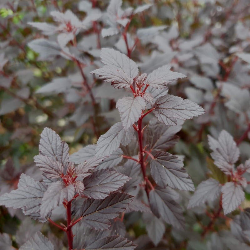 Physocarpus opulifolius 'Little Joker' - foliage in late summer Physocarpus opulifolius 'Little Joker' - foliage in late summer