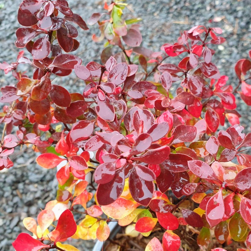 Berberis thunbergii 'Admiration' - autumn colour Berberis thunbergii 'Admiration' - autumn colour