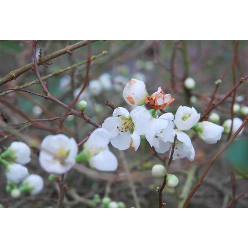 Chaenomeles superba 'Jet Trail' - spring flowers