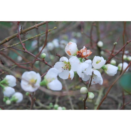 Chaenomeles superba 'Jet Trail' - spring flowers Chaenomeles superba 'Jet Trail' - spring flowers