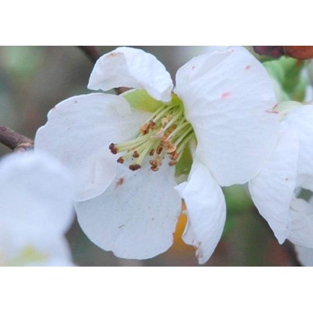 Chaenomeles superba 'Jet Trail' - spring flower close up Chaenomeles superba 'Jet Trail' - spring flower close up
