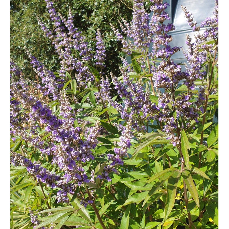 Vitex agnus-castus - flowers in September