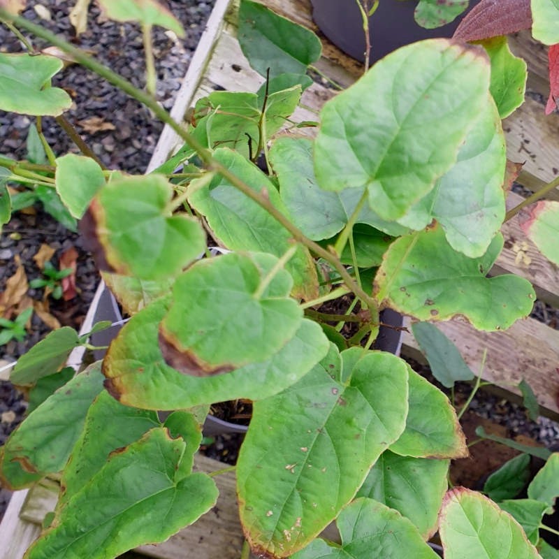 Rubus ichangensis - leaves in November Rubus ichangensis - leaves in November