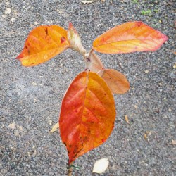 Malus tschonoskii 'Belmonte' - autumn colour