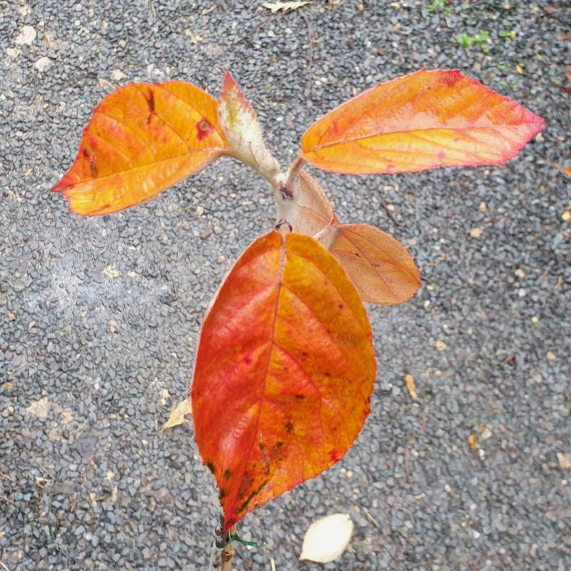 Malus tschonoskii 'Belmonte' - autumn colour Malus tschonoskii 'Belmonte' - autumn colour