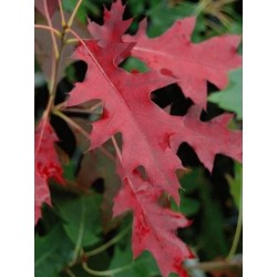 Quercus 'Red Queen' - autumn colour