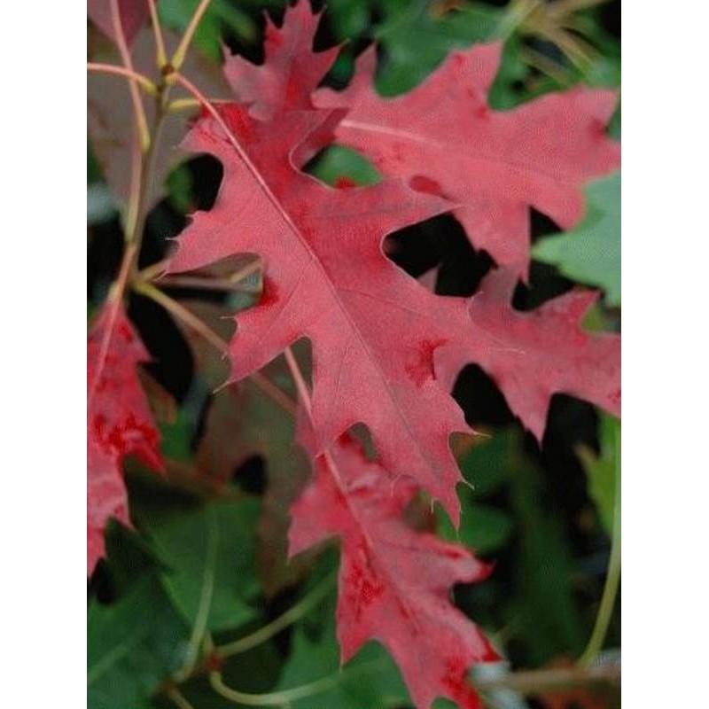 Quercus 'Red Queen' - autumn colour Quercus 'Red Queen' - autumn colour