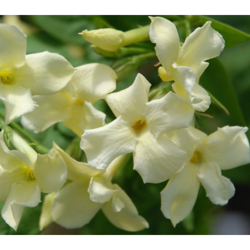 Jasminum officinale 'Clotted Cream' - summer flowers