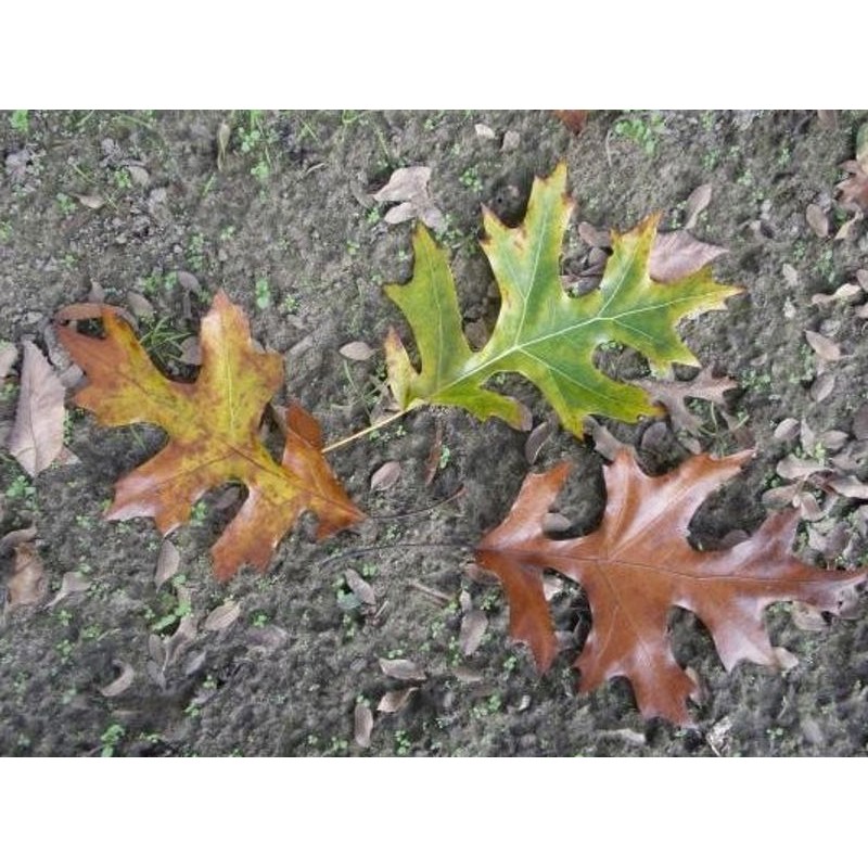 Quercus velutina 'Oakridge Walker' - deeply cut leaves Quercus velutina 'Oakridge Walker' - deeply cut leaves