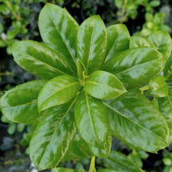 Ilex aquifolium 'J C van Tol' - young leaves in spring