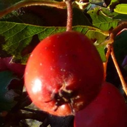 Crataegus grignonensis - autumn fruit